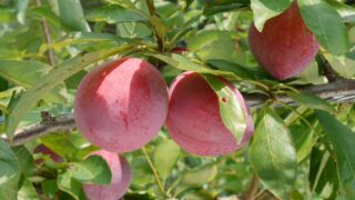 2024年度 すもも出荷予定表 | 大分大山町農業協同組合