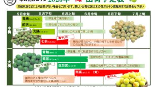 2026年の梅の状況 | 大分大山町農業協同組合